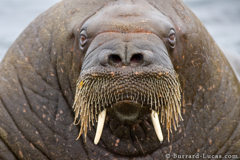 Angry Walrus